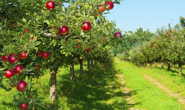 Мрієте про власний яблуневий сад: держава допоможе
