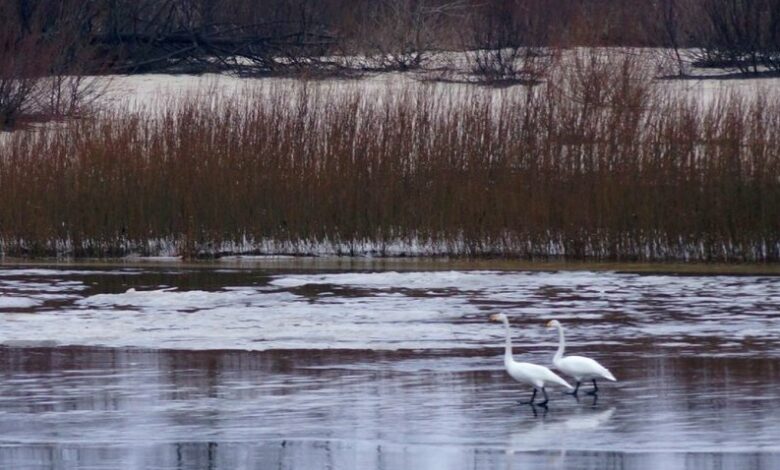 Синоптики попереджають про незначне затоплення заплави в двох районах Чернігівщини