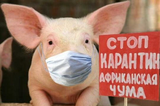У громаді на Чернігівщині виявили африканську чуму свиней