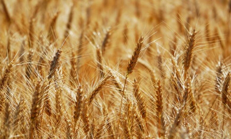 Чернігівець самовільно засіяв земельну ділянку пшеницею поблизу міста