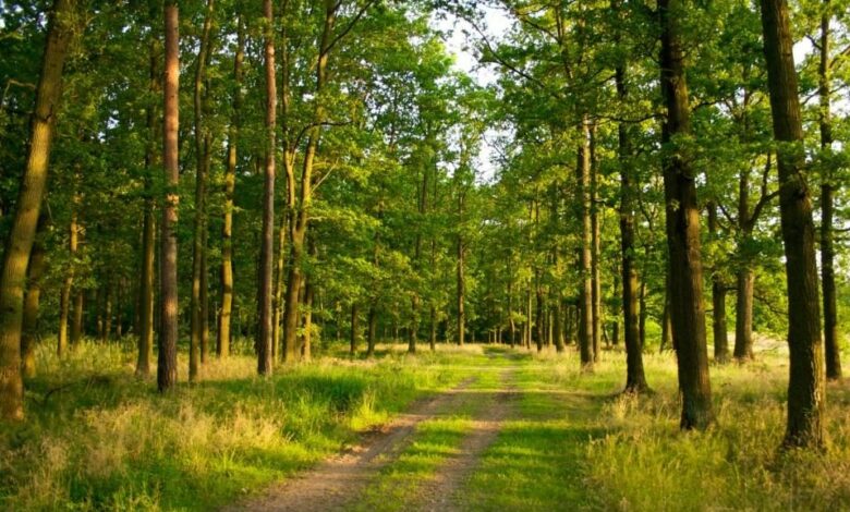 На Черінгівщині незаконно передали землі державного лісового фонду