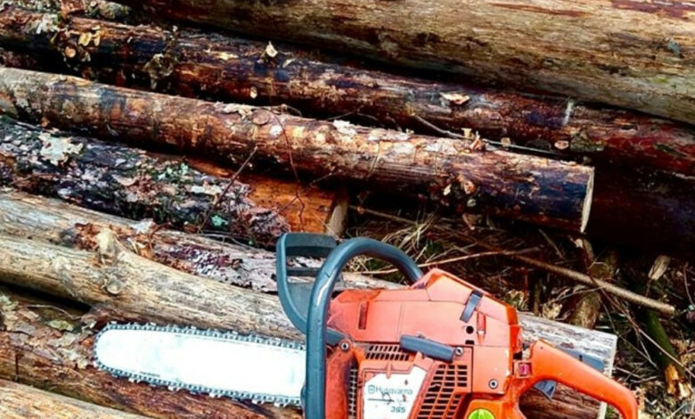 На Чернігівщині виявили незаконну порубку дерев на півтора мільйона гривень