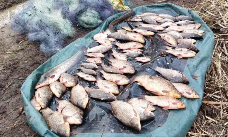 На Городнянщині двоє браконьєрів незаконно наловили риби на 118 тисяч гривень