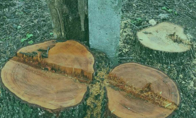 На території Любецької селищної ради виявлено незаконну рубку дерев