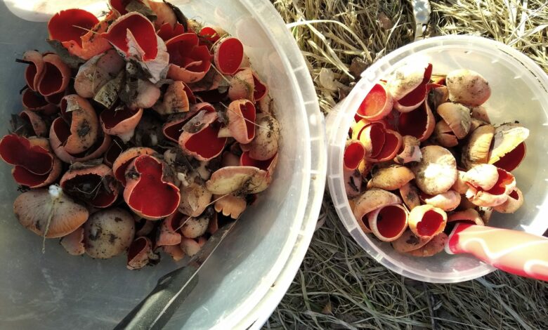 Сезон розпочався: грибники Чернігівщини хизуються своїми «трофеями» (Фото)