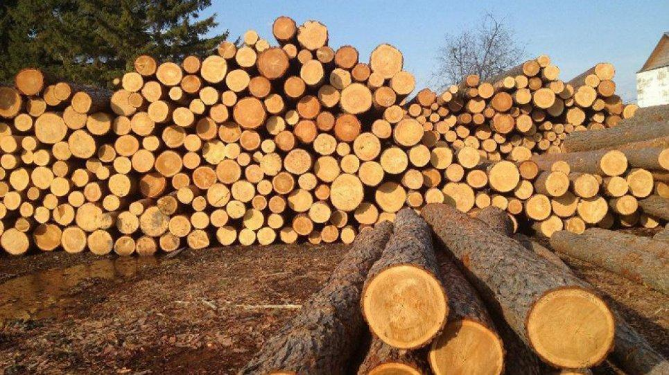 Перспективи ринку необробленої деревини в Україні: від лісових запасів до експорту