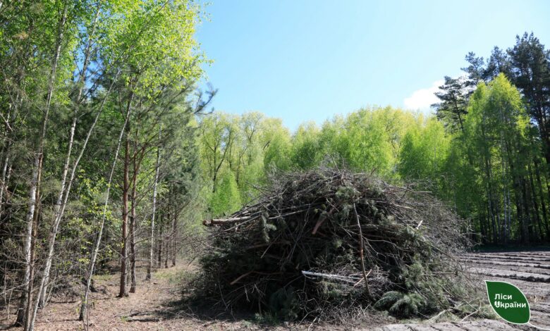 На Чернігівщині самосійні ліси потребують порятунку (Фото)
