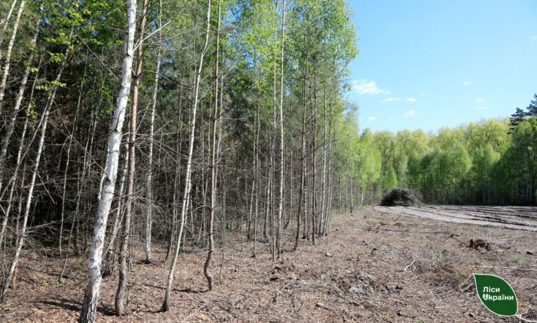 На Чернігівщині самосійні ліси потребують порятунку (Фото)