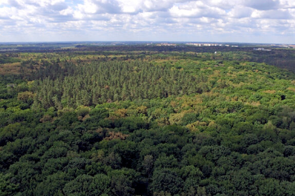 На Чернігівщині врятовано ще 381,6 га самосійних лісів