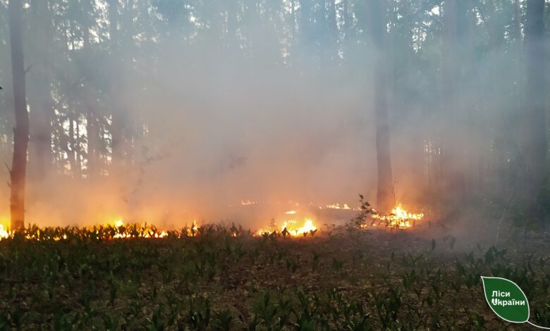 На Новгород-Сіверщині продовжується боротьба з лісовою пожежею, яка розпочалася через обстріли окупантів (Фото)