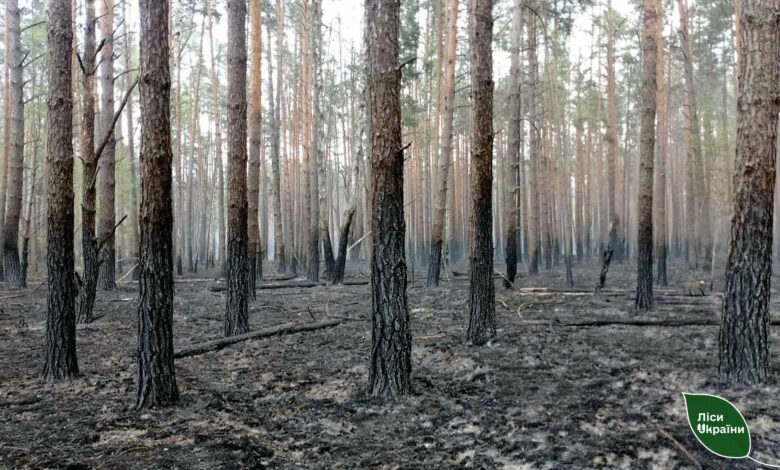 На прикордонні Чернігівщини – масштабні лісові пожежі через ворожі обстріли (Фото)