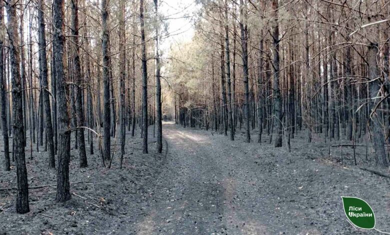 На прикордонні Чернігівщини – масштабні лісові пожежі через ворожі обстріли (Фото)