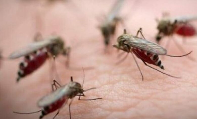 Нашестя мошок і комарів на Чернігівщині: скільки ще терпіти і чого вони бояться