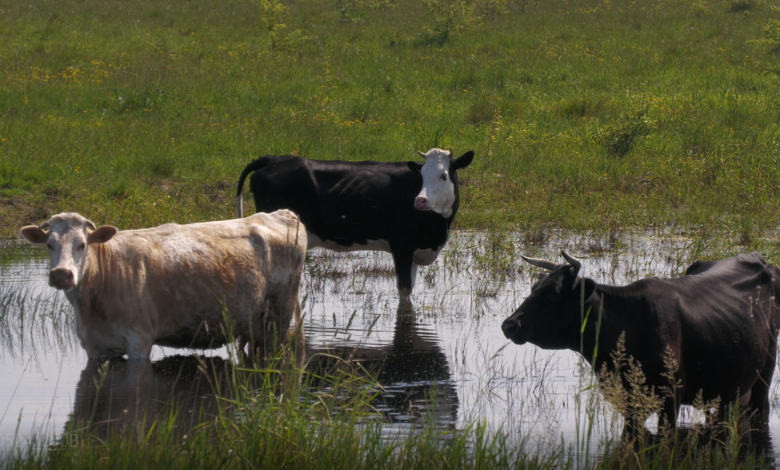 Правда про «сільський рай» Чернігівщини: чому міліють молочні ріки і зменшується кількість корів