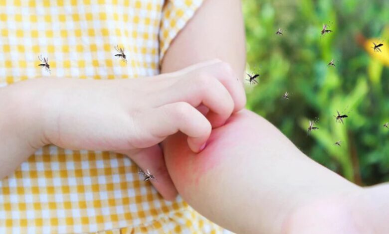 Сезон комарів та мошок на Чернігівщині: як захиститися від комах на пікніку, рибалці чи вдома