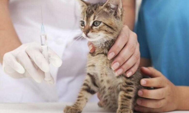 У Чернігові безкоштовно вакцинуватимуть тварин від сказу