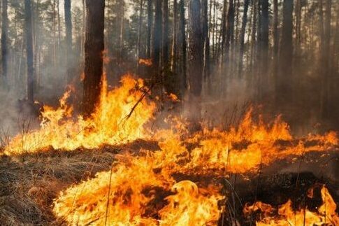У Десні на території полігона сталася пожежа лісу