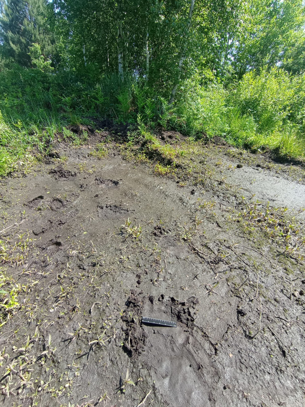 У ліси Чернігівщини повернулися бурі ведмеді (Фото)