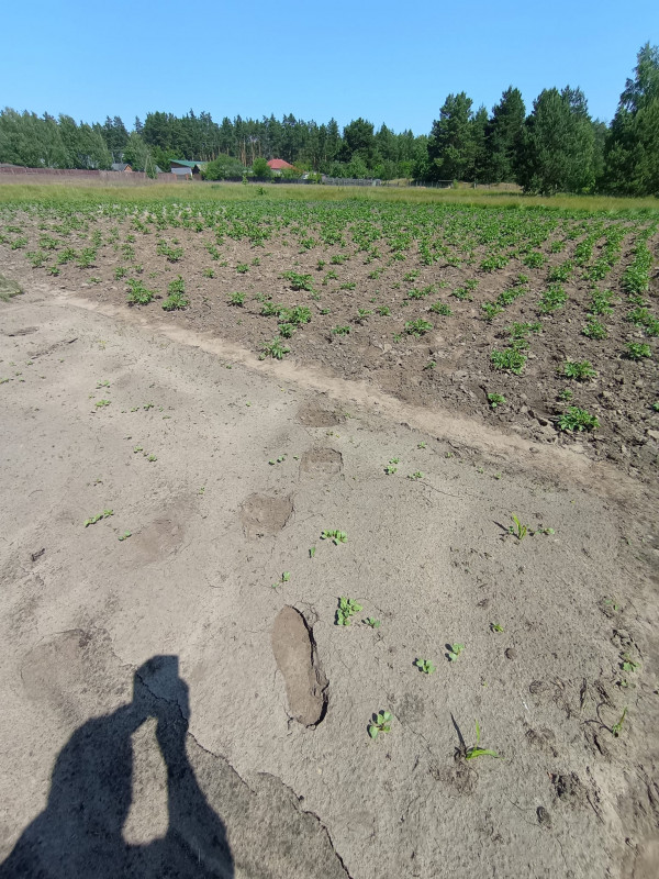 У ліси Чернігівщини повернулися бурі ведмеді (Фото)