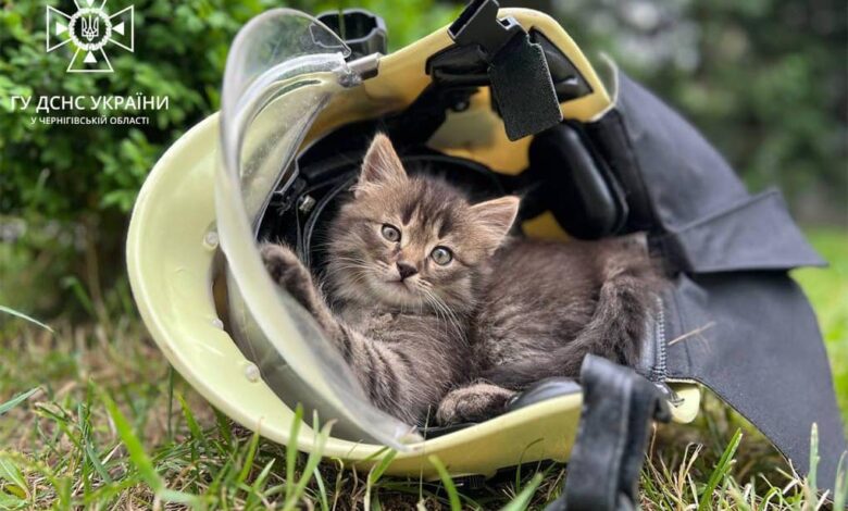 Чернігівські рятувальники шукають господарів для кошенят, які народилися в одному з пожежно-рятувальних підрозділів міста (Фото)