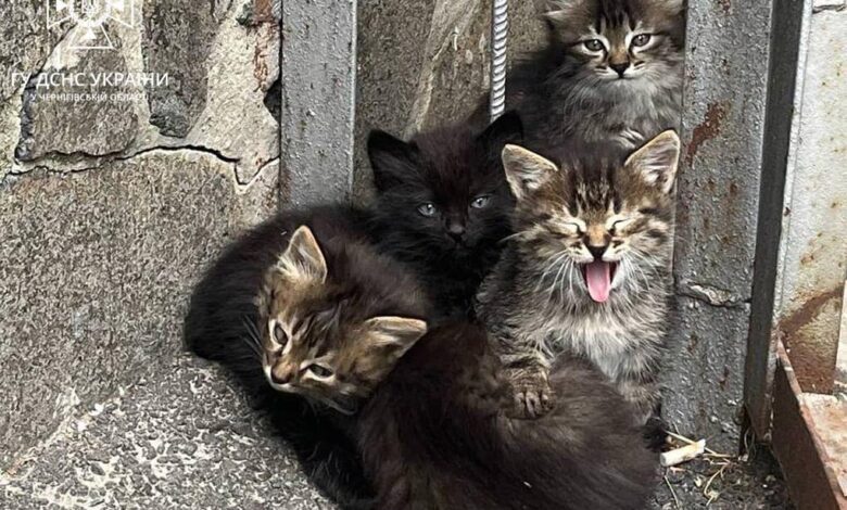 Чернігівські рятувальники шукають господарів для кошенят, які народилися в одному з пожежно-рятувальних підрозділів міста (Фото)