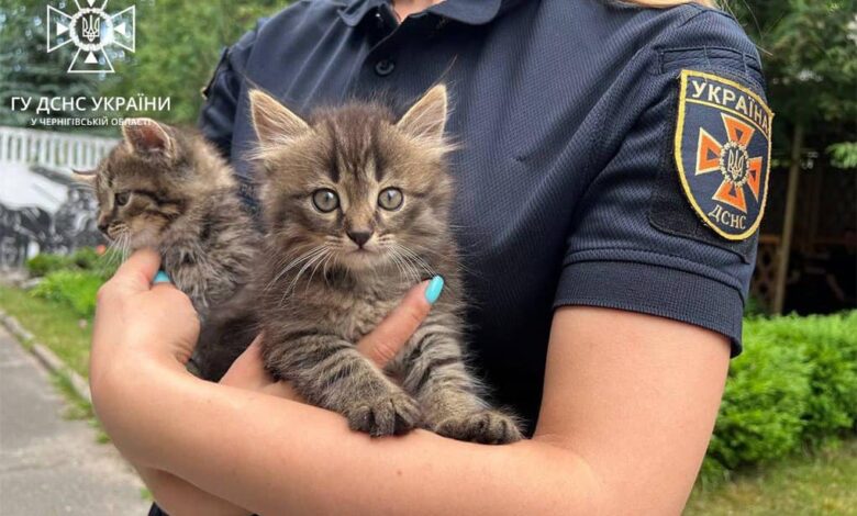Чернігівські рятувальники шукають господарів для кошенят, які народилися в одному з пожежно-рятувальних підрозділів міста (Фото)