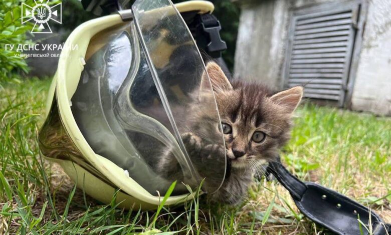 Чернігівські рятувальники шукають господарів для кошенят, які народилися в одному з пожежно-рятувальних підрозділів міста (Фото)
