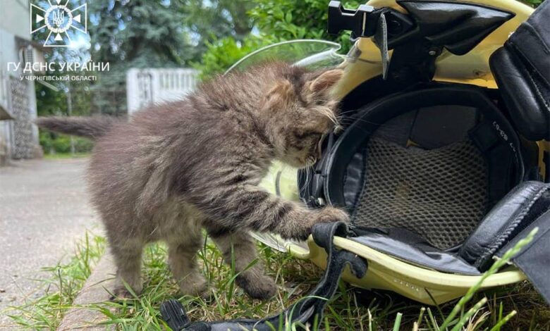 Чернігівські рятувальники шукають господарів для кошенят, які народилися в одному з пожежно-рятувальних підрозділів міста (Фото)