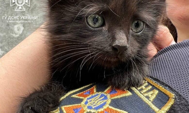Чернігівські рятувальники шукають господарів для кошенят, які народилися в одному з пожежно-рятувальних підрозділів міста (Фото)