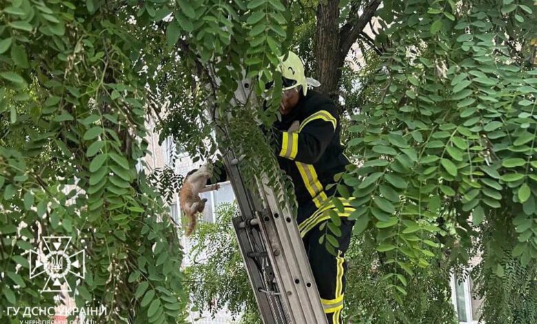 Кожне життя – важливе: чернігівські рятувальники врятували кошеня (Фото)