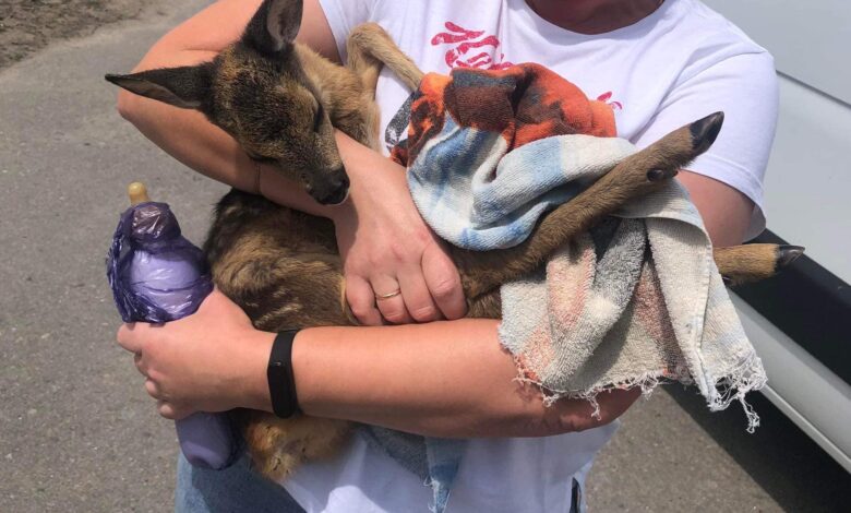 На Чернігівщині екоактивістка врятувана дитинча вбитої браконьєрами косулі