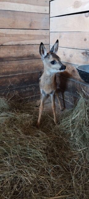 На Чернігівщині екоактивістка врятувана дитинча вбитої браконьєрами косулі