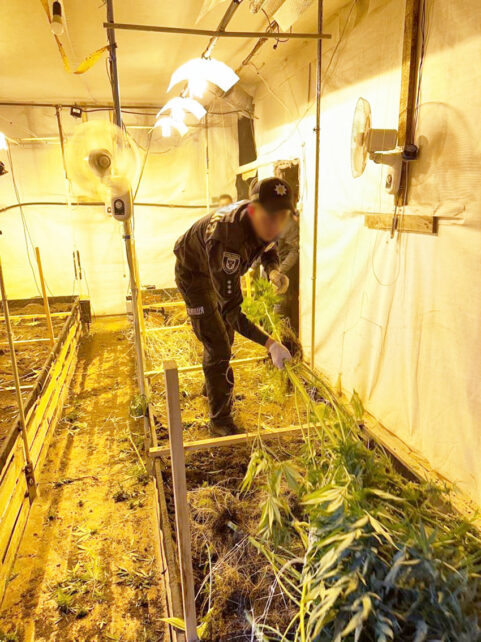 На Чернігівщині викрили чоловіка, який вирощував коноплі