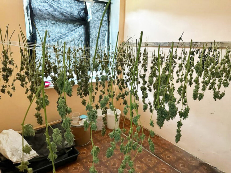 На Чернігівщині викрили чоловіка, який вирощував коноплі