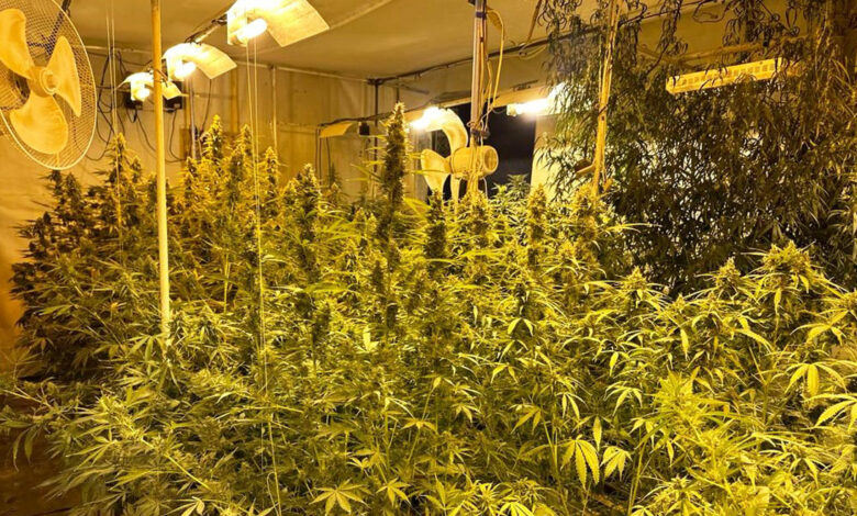 На Чернігівщині викрили чоловіка, який вирощував коноплі