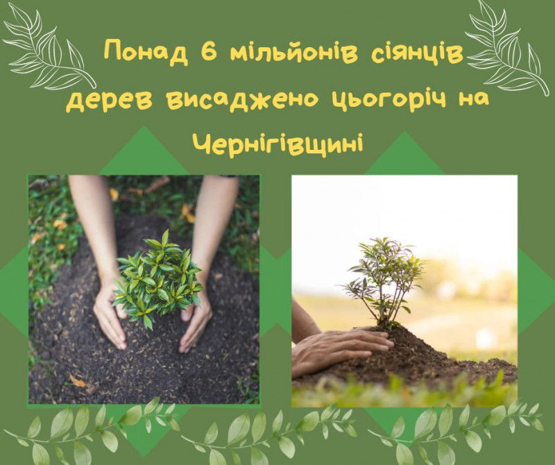 На Чернігівщині висадили понад 6 мільйонів сіянців дерев