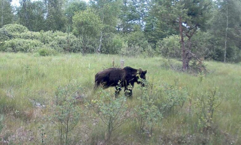 На Чернігівщині зафіксували червонокнижного звіря