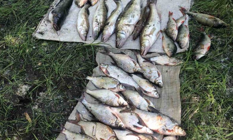 Незаконна риболовля обійдеться порушнику з Чернігівщини у понад 80 тисяч гривень