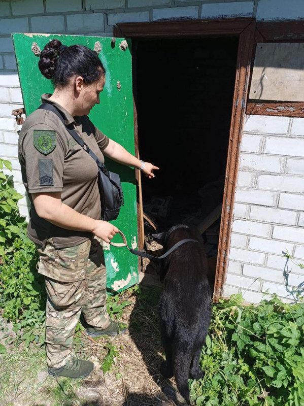 Поліцейські викрили мешканця Чернігівського району у незаконному вирощуванні конопель та зберіганні наркотичних засобів (Фото)