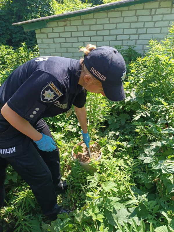 Поліцейські викрили мешканця Чернігівського району у незаконному вирощуванні конопель та зберіганні наркотичних засобів (Фото)