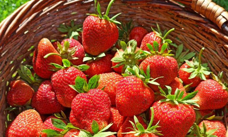 Полуницю виростили і продали, а кошти – на військові потреби: ініціатива матері і доньки з села на Чернігівщині