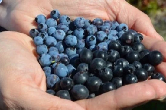 Сезон ягід та грибів: прикордонники нагадують про обмеження