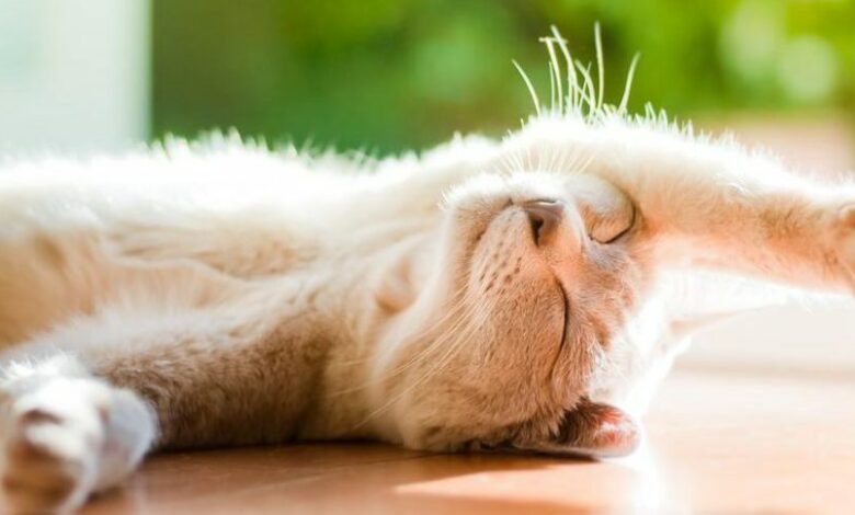 Спека на Чернігівщині: синоптики розповіли про погоду у липні