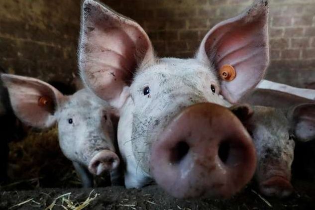 Африканська чума свиней на Чернігівщині: вірус виявлено в Козелецькому геріатричному пансіонаті