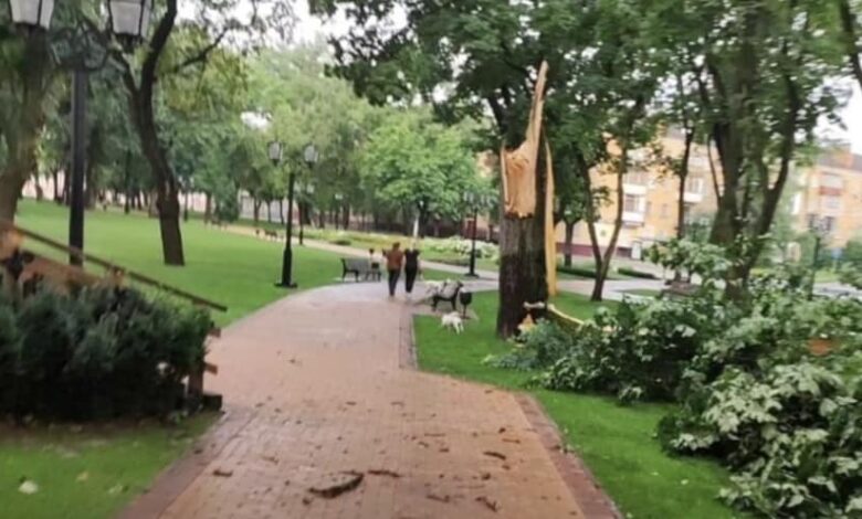 Через негоду на чернігівському Валу впало велетенське дерево (Фотофакт)