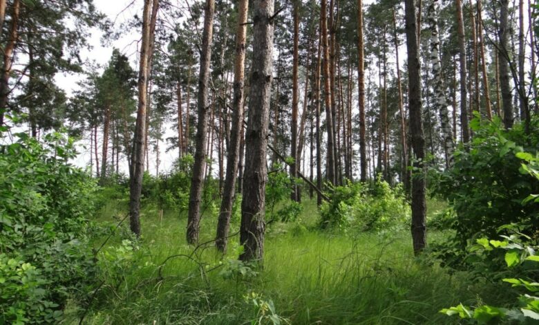 Чернігівщина та Київщина мають спільний природний парк (Фото)