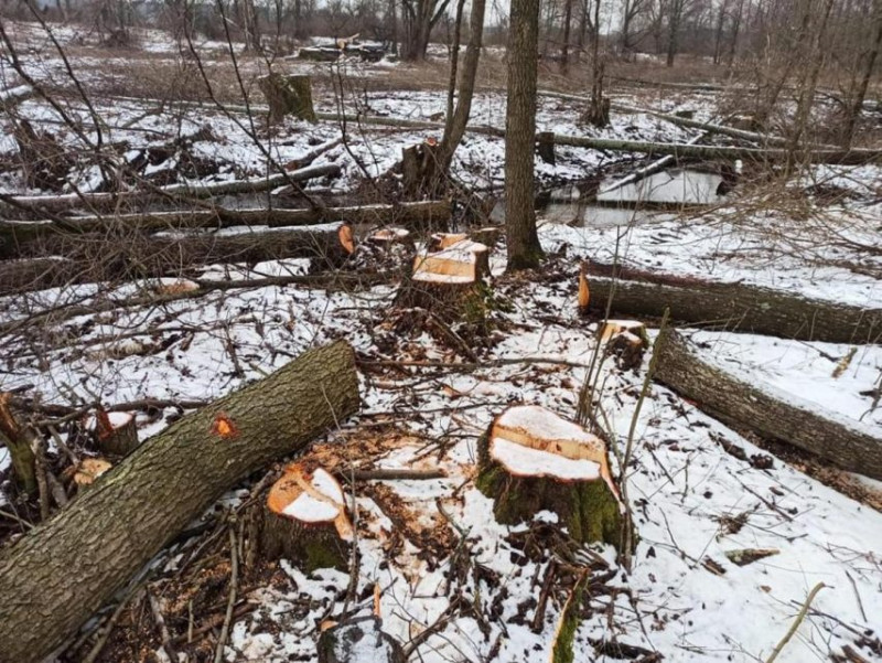 На Чернігівщині викрили незаконну порубку лісу на понад 4 мільйони гривень
