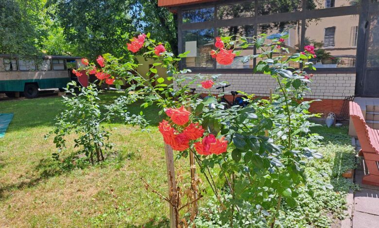 Трояндове царство: понад 100 кущів королеви квітів ростуть у саду Чернігівського історичного музею