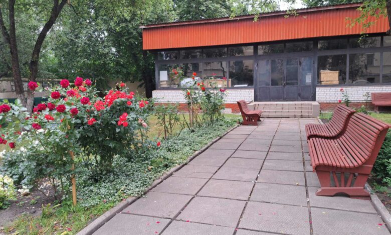 Трояндове царство: понад 100 кущів королеви квітів ростуть у саду Чернігівського історичного музею
