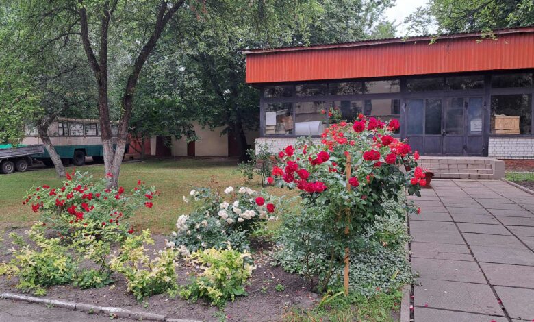Трояндове царство: понад 100 кущів королеви квітів ростуть у саду Чернігівського історичного музею
